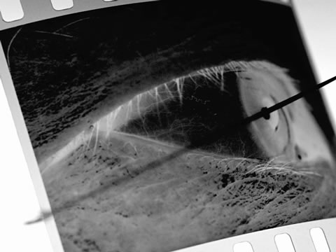 Hagakure - Objeto -2003