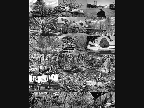 Sem Título - Da Série Arborescência - 1999-2003