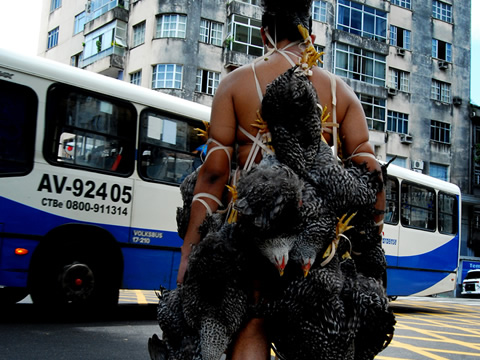 GALLUS SAPIENS PARTE 2 - Fotografia da Performance -2008